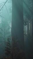 sequóia floresta, majestoso alta árvores dentro uma exuberante bosque video