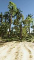 A sandy beach with palm trees and the ocean in the background video