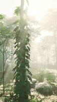 green forest in morning sunlight video