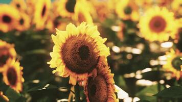 un vibrante campo de girasoles debajo un claro azul cielo video