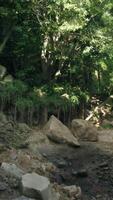 une serein courant écoulement par une vibrant australien forêt tropicale video