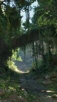 A scenic dirt road surrounded by lush trees and rugged rocks video