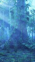 rayos de el Dom descanso mediante el verde bosque follaje video