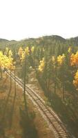 Worn-out train tracks vanishing into the shadows of a dense pine forest at sundown video