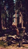 Giant Sequoia Trees at summertime in Sequoia National Park video
