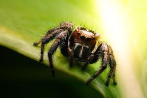 arañas saltando en hojas. capturado con un de cerca macro, el detalles de el pequeño araña son desplegado. foto