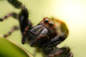 arañas saltando en hojas. capturado con un de cerca macro, el detalles de el pequeño araña son desplegado. foto