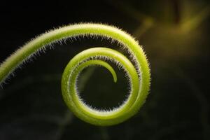 Close up The young shoots of plants curl into a spiral that resembles the law of the golden ratio. photo