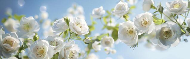 elegant white wild roses against a blue sky background photo