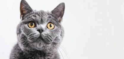 A British Shorthair cat with gray fur and yellow eyes is looking forward with white background photo