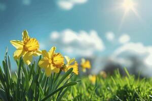 yellow daffodils in the field with grass, sun rays and blue sky on background photo