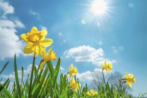 yellow daffodils in the field with grass, sun rays and blue sky on background photo