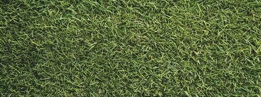 Green grass texture background, photo