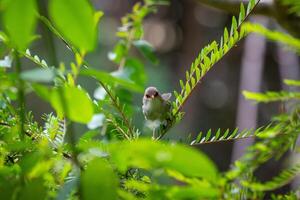 The Superb Fairywren photo