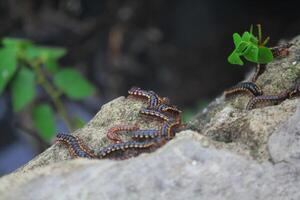 Milipede gathering with its colony on a felled tree trunk photo