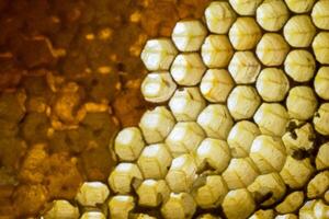 Studio Close-up of Honeycomb photo