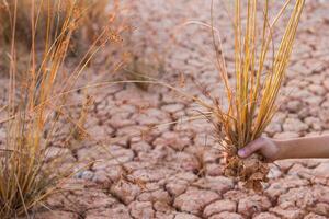 agrietado tierra y muerto arboles en chico manos foto