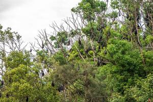 A flock of flying foxes. Australia. Quinsland photo