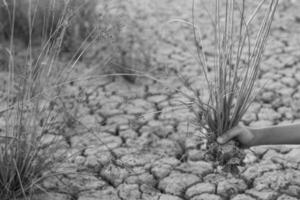 Cracked earth and dead trees in boy hands photo