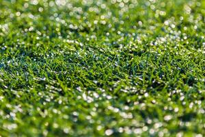 Bokeh green grass nature photo