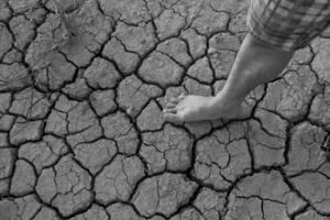 Naked human barefeet on dry soil with growing tree photo