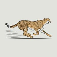 Cheetah illustration of cartoon cheetah in various actions, sitting, standing, walking, running. Isolated on white background vector