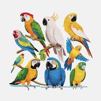 cacatúa loro sentado en desalmuerzo. vistoso exótico pájaro con naranja cresta en dibujos animados estilo ilustración en blanco antecedentes. vector