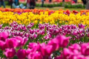 Spring Blooming, tulip Fields in Full Color photo