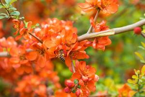 Blooming trees in spring photo