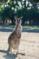 Kangaroos in Phillip Island Wildlife Park photo