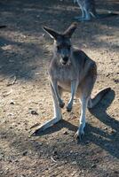 Kangaroos in Phillip Island Wildlife Park photo