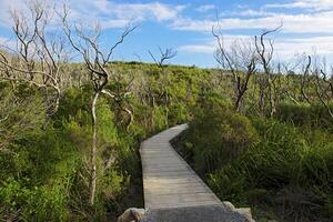 Wilson promontorio nacional parque, victoria en Australia foto