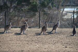 Kangaroos in Phillip Island Wildlife Park photo