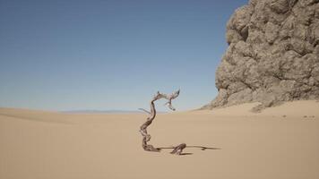 un' albero nel il mezzo di un' deserto con un' roccia nel il sfondo. caldo deserto video