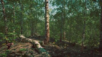 A dense and majestic birch forest with towering trees video