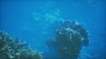 An underwater view of a coral reef in the ocean video