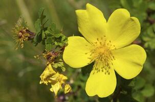 Wild flower in the mountains photo