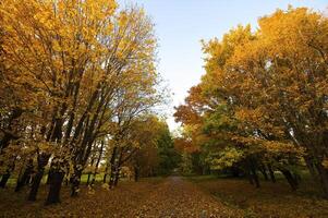 Autumnal trees on the sunset into park photo