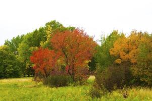 Autumnal trees on the sunset into park photo