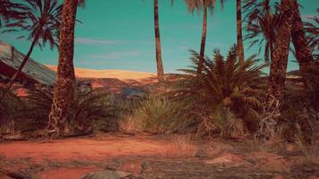 A cluster of palm trees standing tall amidst a vast desert landscape video