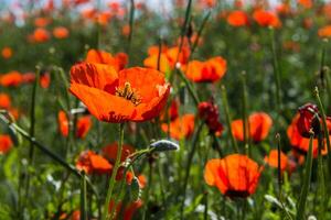 Natural flower background. Amazing view of colorful red poppy flowering. photo