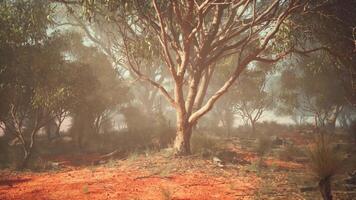 un solitario árbol en pie en un estéril campo video