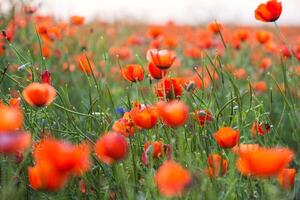 Natural flower background. Amazing view of colorful red poppy flowering. photo