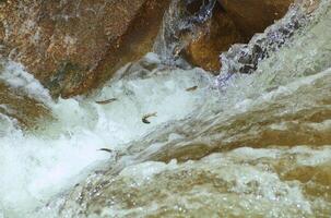 Fish in the mountain creek goes to the spawning photo