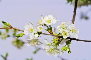 el Cereza árbol es en floración foto