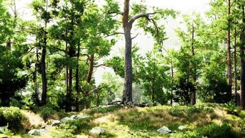 uma sereno floresta panorama com imponente árvores e coberto de musgo pedras video