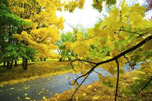 Autumnal park after the rain photo