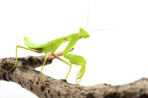 Close-up of a praying green mantis. Studio shot photo