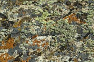 Texture of stone by the covered moss photo