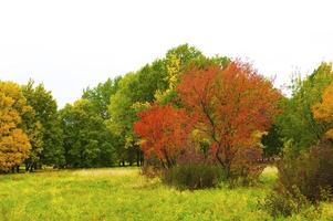 Autumnal trees on the sunset into park photo